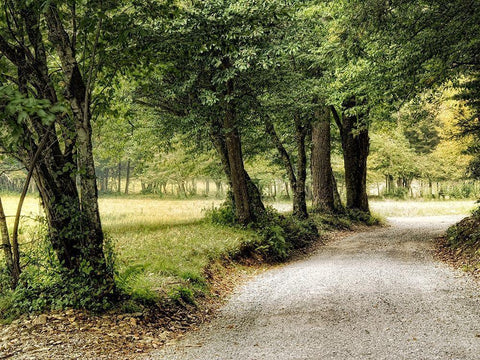 Path in the Country White Modern Wood Framed Art Print with Double Matting by Head, Danny