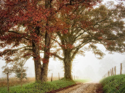 Two Oaks White Modern Wood Framed Art Print with Double Matting by Head, Danny