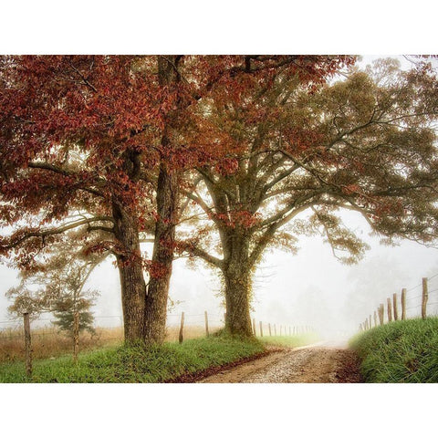 Two Oaks Black Modern Wood Framed Art Print by Head, Danny