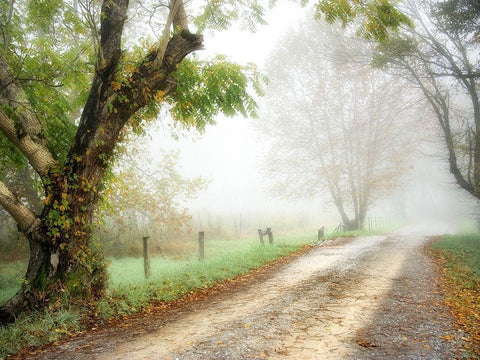 Feel the Silence Black Ornate Wood Framed Art Print with Double Matting by Head, Danny