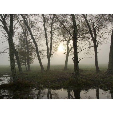 Reflections of Nature White Modern Wood Framed Art Print by Head, Danny