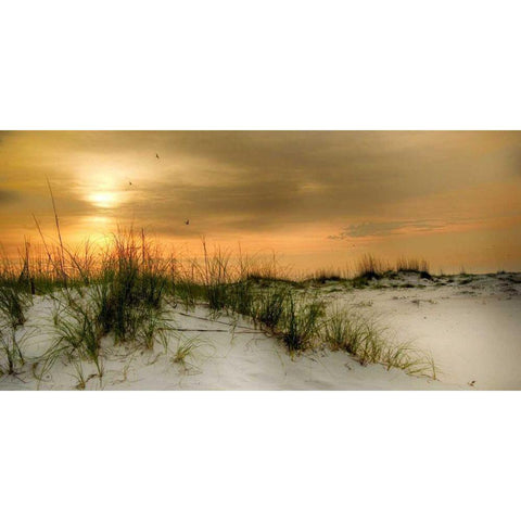 Seagulls at Sunrise White Modern Wood Framed Art Print by Head, Danny