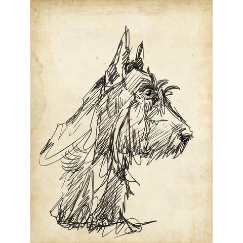 Breed Studies I Gold Ornate Wood Framed Art Print with Double Matting by Harper, Ethan