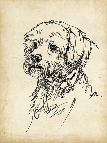 Breed Studies III Black Ornate Wood Framed Art Print with Double Matting by Harper, Ethan