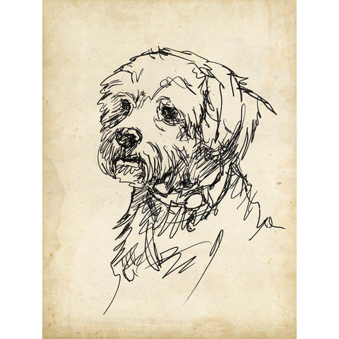 Breed Studies III Gold Ornate Wood Framed Art Print with Double Matting by Harper, Ethan