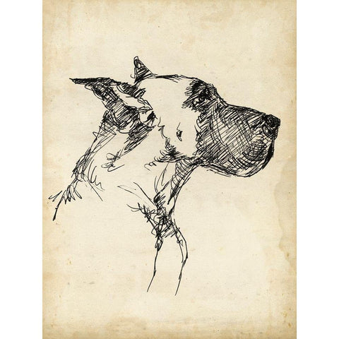 Breed Studies IV Gold Ornate Wood Framed Art Print with Double Matting by Harper, Ethan