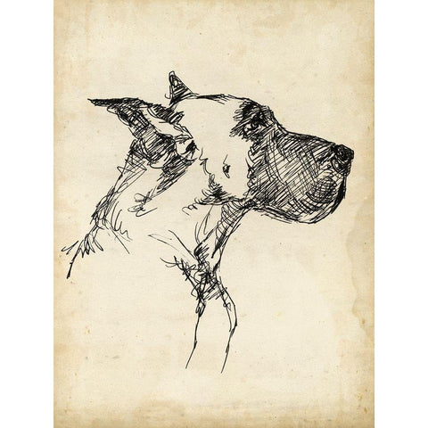 Breed Studies IV White Modern Wood Framed Art Print by Harper, Ethan