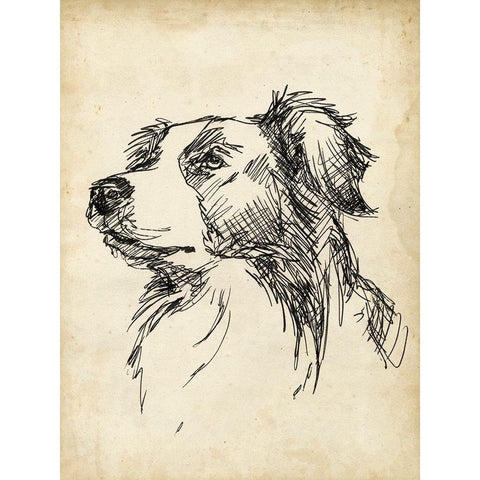 Breed Studies IX Black Modern Wood Framed Art Print with Double Matting by Harper, Ethan