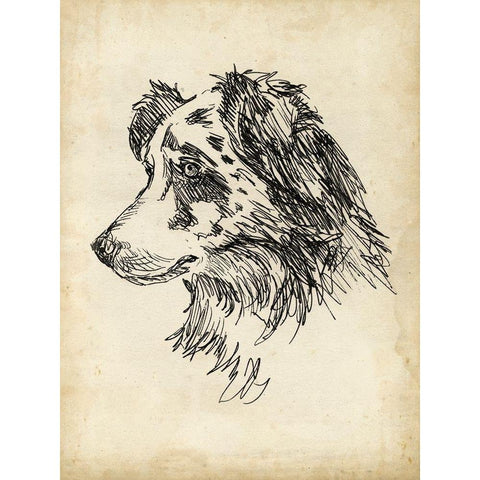 Breed Studies XI Black Modern Wood Framed Art Print by Harper, Ethan