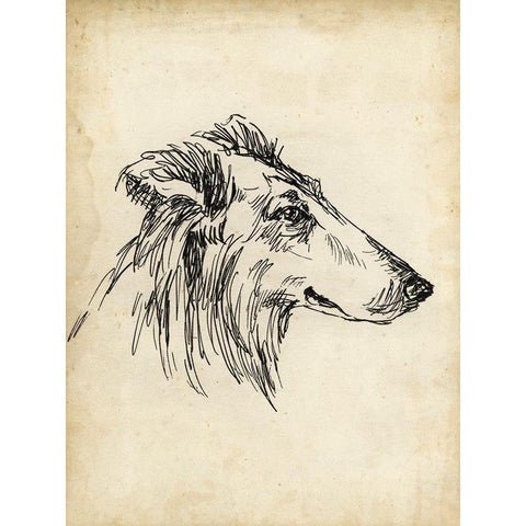 Breed Studies XII White Modern Wood Framed Art Print by Harper, Ethan