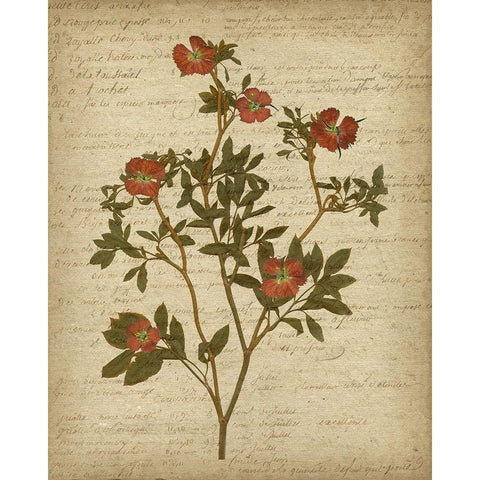 Romantic Pressed Flowers I White Modern Wood Framed Art Print by Goldberger, Jennifer