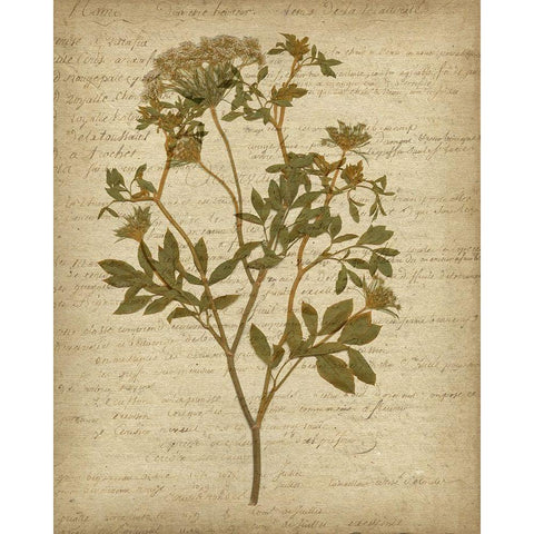 Romantic Pressed Flowers IV Gold Ornate Wood Framed Art Print with Double Matting by Goldberger, Jennifer