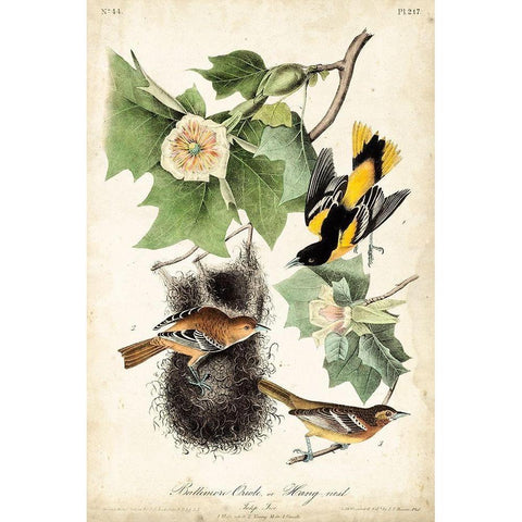 UA CH Baltimore Oriole Gold Ornate Wood Framed Art Print with Double Matting by Audubon, John James