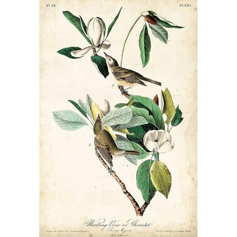 UA CH Warbling Vireo White Modern Wood Framed Art Print by Audubon, John James