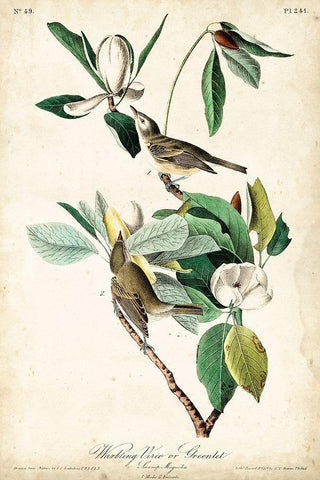 UA CH Warbling Vireo Black Ornate Wood Framed Art Print with Double Matting by Audubon, John James