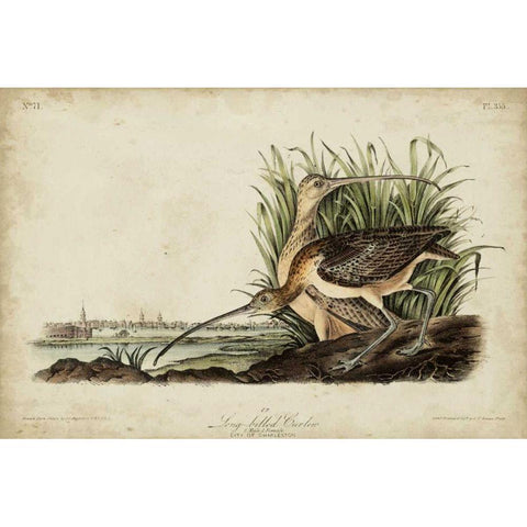 Long-billed Curlew White Modern Wood Framed Art Print by Audubon, John James