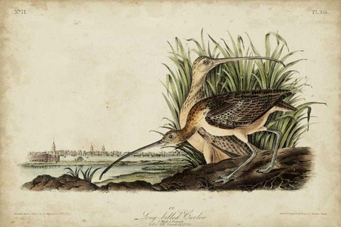 Long-billed Curlew Black Ornate Wood Framed Art Print with Double Matting by Audubon, John James