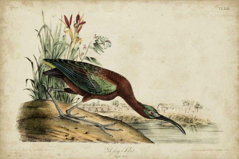 Glossy Ibis White Modern Wood Framed Art Print with Double Matting by Audubon, John James