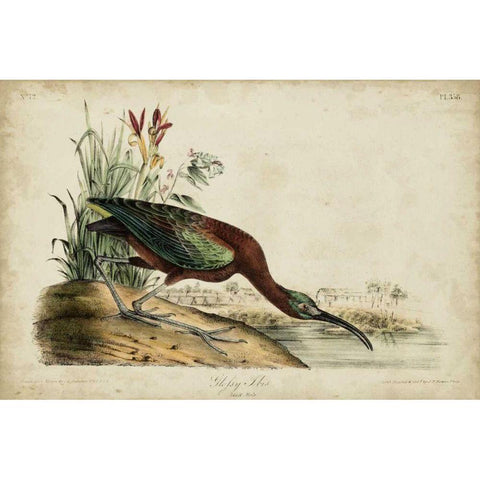 Glossy Ibis Gold Ornate Wood Framed Art Print with Double Matting by Audubon, John James