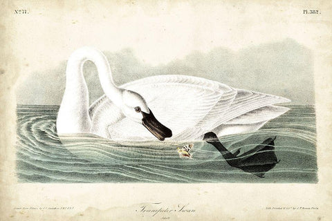 Trumpeter Swan I White Modern Wood Framed Art Print with Double Matting by Audubon, John James