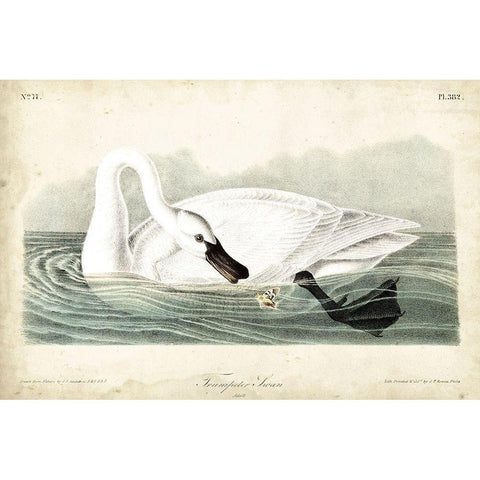 Trumpeter Swan I Gold Ornate Wood Framed Art Print with Double Matting by Audubon, John James