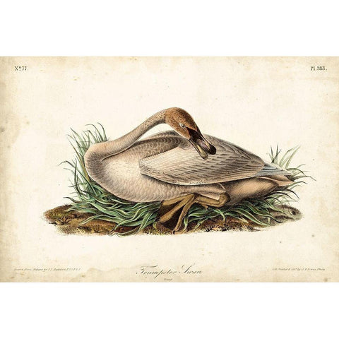 Trumpeter Swan II White Modern Wood Framed Art Print by Audubon, John James