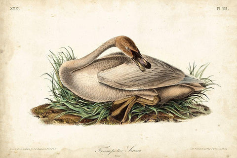 Trumpeter Swan II Black Ornate Wood Framed Art Print with Double Matting by Audubon, John James