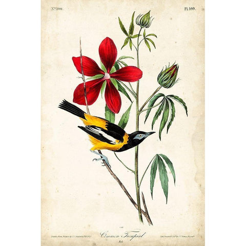 Audubon Bird and Botanical I Gold Ornate Wood Framed Art Print with Double Matting by Audubon, John James