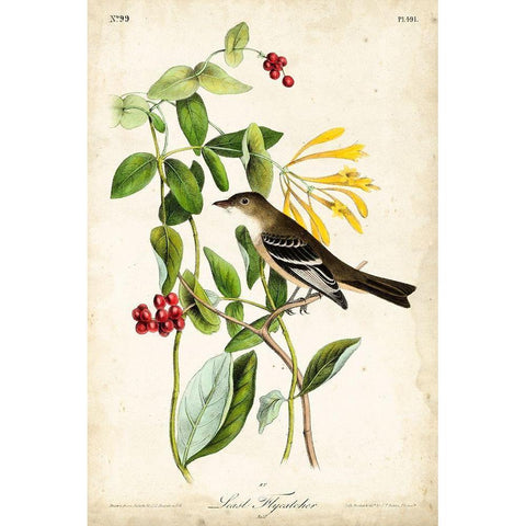 Audubon Bird and Botanical II Black Modern Wood Framed Art Print with Double Matting by Audubon, John James