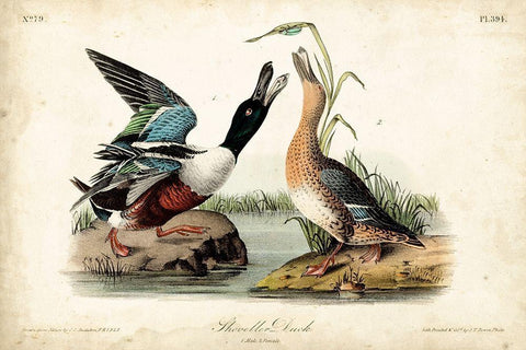 Audubon Ducks I Black Ornate Wood Framed Art Print with Double Matting by Audubon, John James