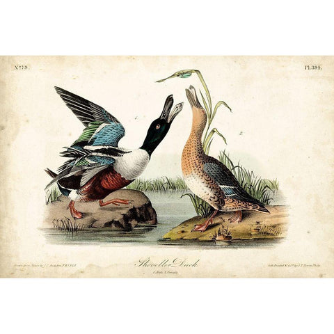 Audubon Ducks I Black Modern Wood Framed Art Print with Double Matting by Audubon, John James