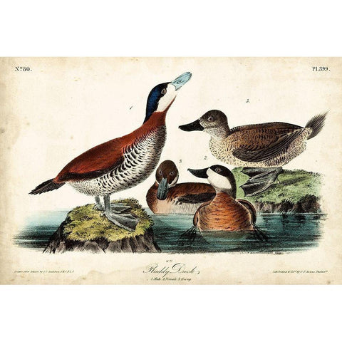 Audubon Ducks II Gold Ornate Wood Framed Art Print with Double Matting by Audubon, John James