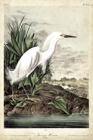 Snowy Heron White Modern Wood Framed Art Print with Double Matting by Audubon, John James