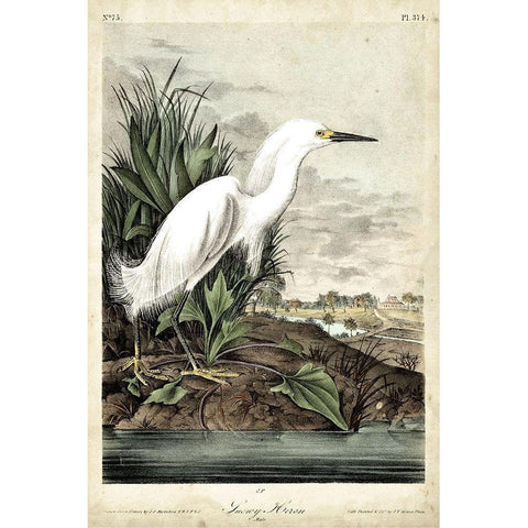 Snowy Heron White Modern Wood Framed Art Print by Audubon, John James