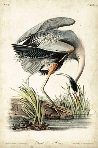 Great Blue Heron Black Ornate Wood Framed Art Print with Double Matting by Audubon, John James