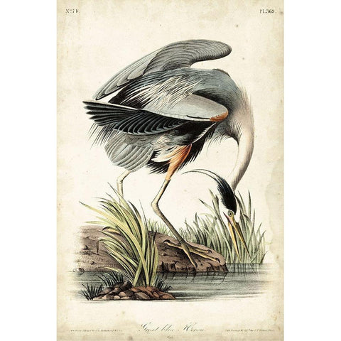 Great Blue Heron Gold Ornate Wood Framed Art Print with Double Matting by Audubon, John James