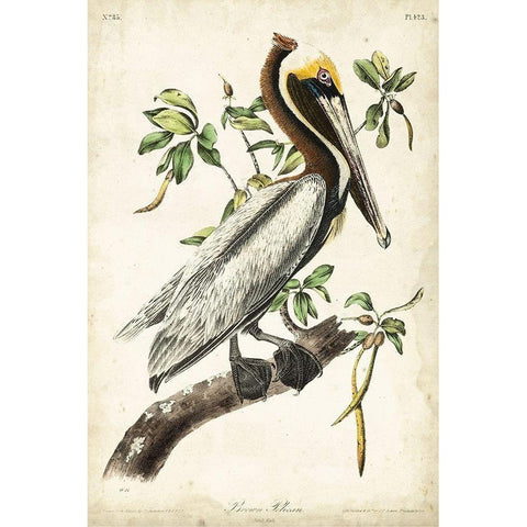 Brown Pelican Gold Ornate Wood Framed Art Print with Double Matting by Audubon, John James