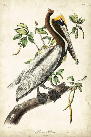 Brown Pelican Black Ornate Wood Framed Art Print with Double Matting by Audubon, John James