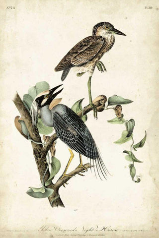 Night Heron Black Ornate Wood Framed Art Print with Double Matting by Audubon, John James