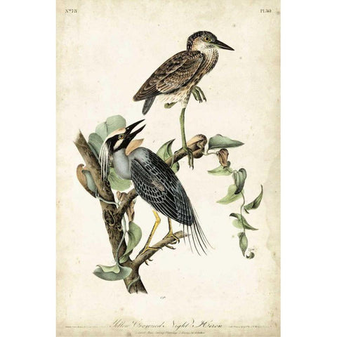 Night Heron Gold Ornate Wood Framed Art Print with Double Matting by Audubon, John James