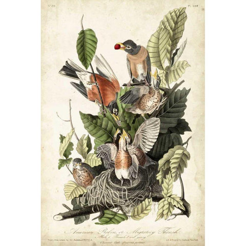 Audubons American Robin Black Modern Wood Framed Art Print with Double Matting by Audubon, John James