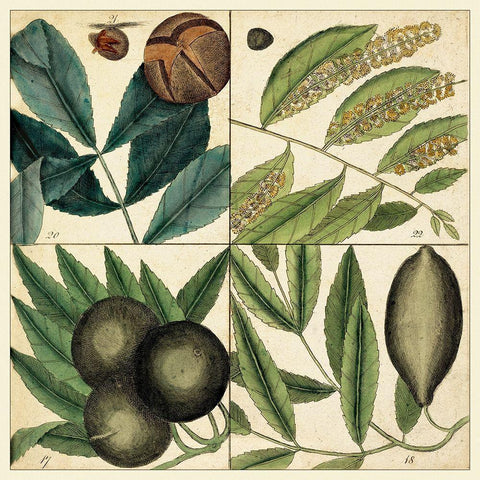 Catesby Leaf Quadrant IV Black Ornate Wood Framed Art Print with Double Matting by Catesby, Mark