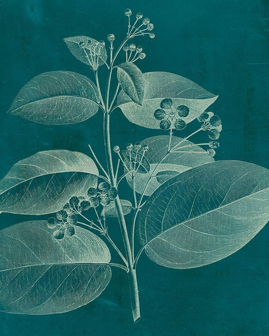 Image Only
