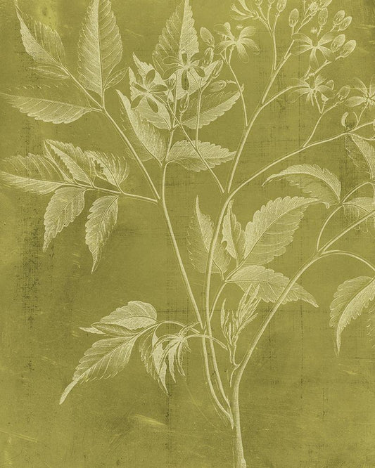 Image Only