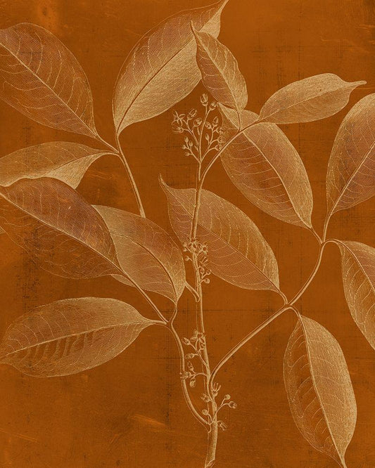 Image Only