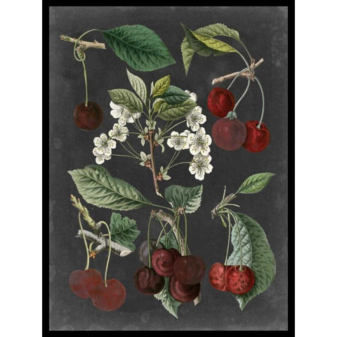 Orchard Varieties I Black Modern Wood Framed Art Print with Double Matting by Vision Studio