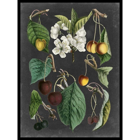 Orchard Varieties II Gold Ornate Wood Framed Art Print with Double Matting by Vision Studio