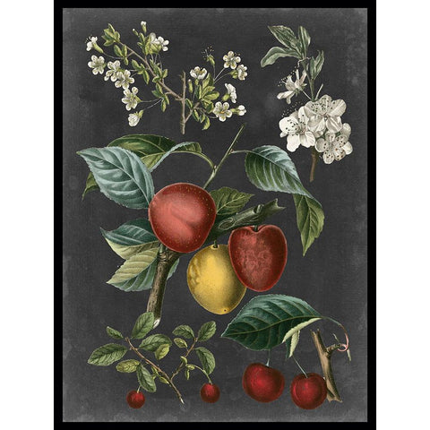 Orchard Varieties III Gold Ornate Wood Framed Art Print with Double Matting by Vision Studio