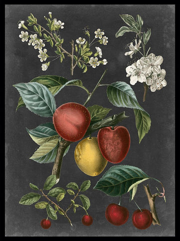 Orchard Varieties III Black Ornate Wood Framed Art Print with Double Matting by Vision Studio