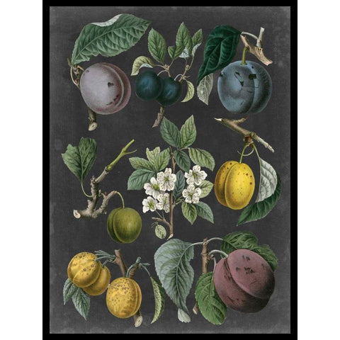 Orchard Varieties IV Black Modern Wood Framed Art Print with Double Matting by Vision Studio